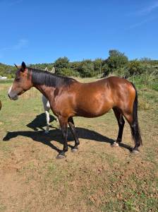 Mare French Saddle Pony For sale 2016 Bay