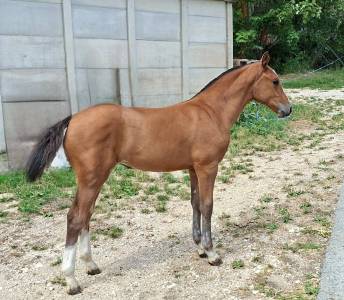 Pouliche FM &agrave; vendre