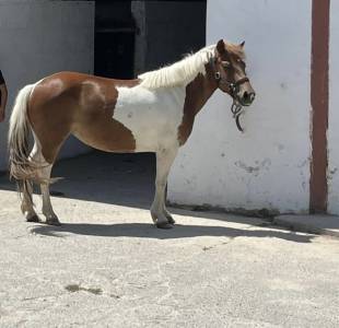 Merrie Shetland Te koop 2021 Bont