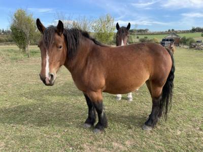 Jument de trait ardennaise pleine