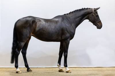 Merrie selle français te koop 2018 donker bruin / bai ,  tornesch