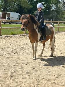 Gelding Belgian Riding Pony For sale 2020 Coloured