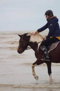 Ruin Franse rijpony PFS Te koop 2013 Bont ,  Syriac