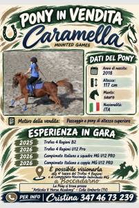 Vendo pony sauro 117 cm