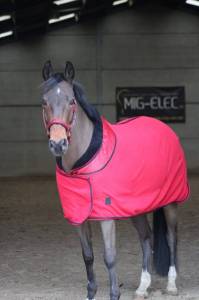 Poney hongre onc – 13 ans