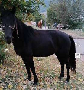 Cavalla nera per principianti