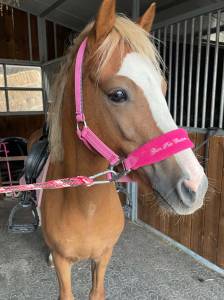 Poney pp welsh b