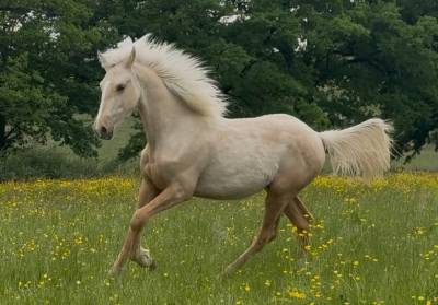 Gelding French Saddle Pony For sale 2025 Palomino