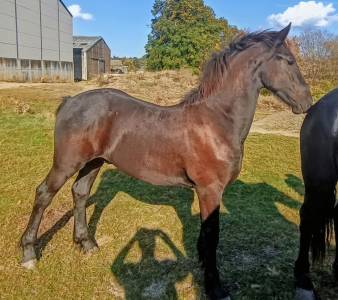 Poulain frison à vendre 