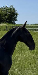 Pouliche — lusitano