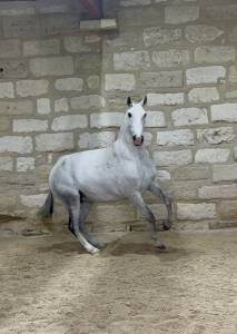 Broodmare Lusitano For sale 2013 Grey