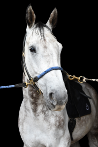 Caballo castrado kwpn caballo de deporte neerlandés en venta 2015 tordo por fabriano vdl