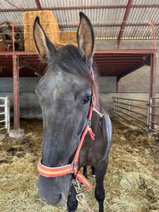 Potro pre pura raza española en venta 2024 negro por bethel