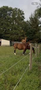 Merrie selle français te koop 2015 donker bruin / bai ,  bisquet balou