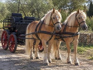 Yegua haflinger en venta 2014 alazán
