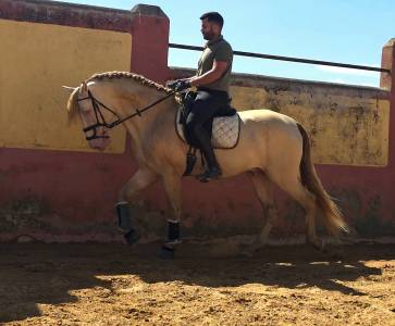 Especiales yeguas y semental pre
