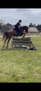 Mare French Saddle Pony For sale 2019 Chesnut