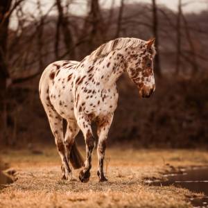 2 cavalli gratis solo da dare via insieme!!