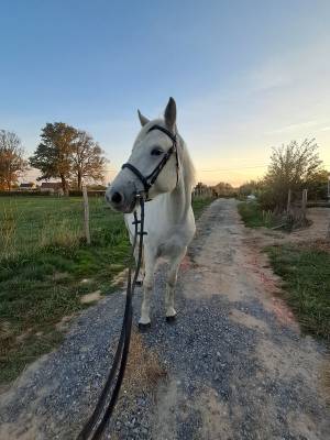 Gelding Connemara For sale 2020 Grey