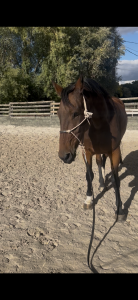 Cheval de 8 ans 
