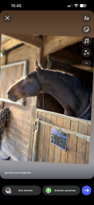 Caballo castrado sbs caballo de deporte belga en venta 2018 bayo por toulon