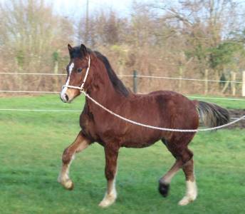 Ruin Welsh Pony (Section D), Welsh Cob  Te koop 2025 Donker bruin / bai ,  London Stun-Dunning