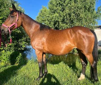 Broodmare selle français for sale 2010 bay