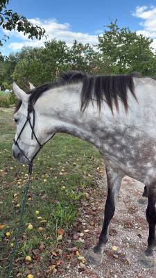 Cheval pre à vendre