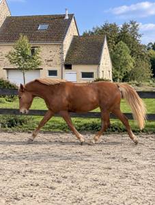 Mare New Forest For sale 2022 Chesnut