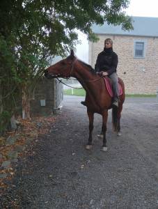 Gelding french trotter for sale 2017 bay