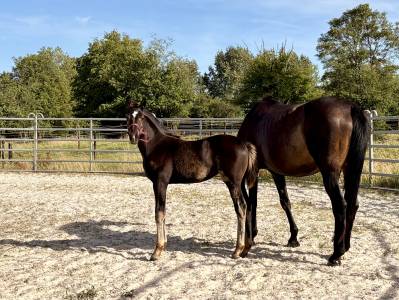 Pouliche dressage noire escamaro x sezuan x vivaldi