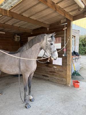 Merrie Andere pony rassen Te koop 2022 Schimmel ,  AROM PP