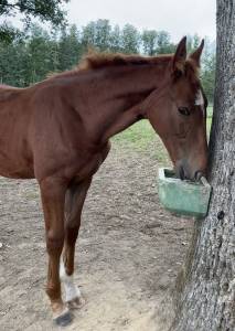 Foal sf à réserver