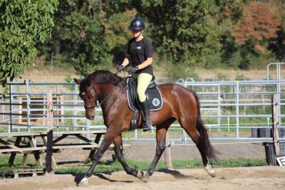 Gelding AES Anglo European Studbook For sale 2021 Bay