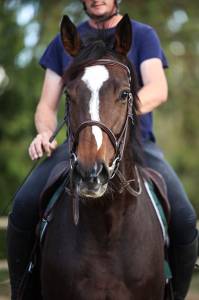 Mare thoroughbred for sale 2022 dark bay