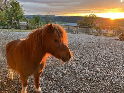 Colinette – Ponette Shetland cherche une famille active
