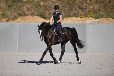 Hongre cso noir 12 ans niv. 130-135cm