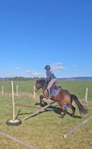 Hengst New Forest Te koop 2023 Donker bruin / bai ,  Tristan de l'&eacute;guille