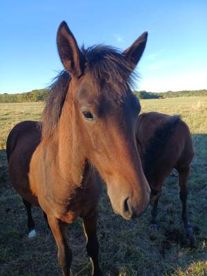 Mâle new forest disponible au sevrage