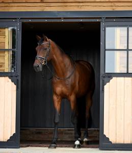Castrone kwpn cavallo da sport neerlandese in vendita 2017 baio , expression