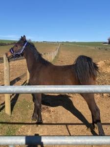 Ruin Franse rijpony PFS Te koop 2025 Donker bruin / bai ,  BLACK JACK IXE