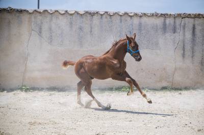 Superbe foal