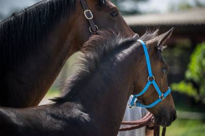 Puledro sella francese in vendita 2026 baio scuro ,  bon coeur