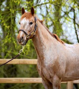 Poney D de 9 ans pour 110cm et plus