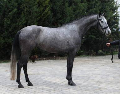 ✨ à vendre – jument hongroise de 6 ans
