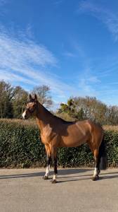 Mare bwp belgian warmblood for sale 2020 bay