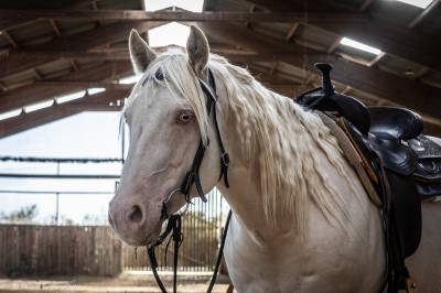 Caballo castrado quarter horse en venta 2021 cremello por ar rock star
