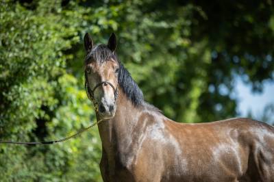 Caballo castrado pfs poni françés de silla en venta 2023 tordo por jarnac de la duche