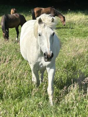 Cheval a donner contre bons soins