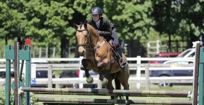 Hongre - oc - 5 ans - dressage / cso / hunter - france